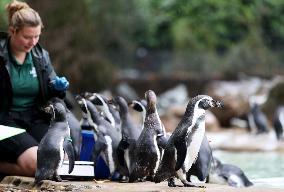 BRITAIN-LONDON-ZSL LONDON ZOO-ANNUAL WEIGH-IN