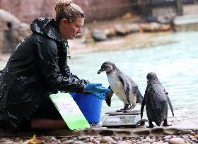 BRITAIN-LONDON-ZSL LONDON ZOO-ANNUAL WEIGH-IN