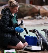 BRITAIN-LONDON-ZSL LONDON ZOO-ANNUAL WEIGH-IN