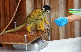 BRITAIN-LONDON-ZSL LONDON ZOO-ANNUAL WEIGH-IN