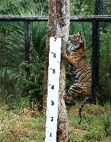 BRITAIN-LONDON-ZSL LONDON ZOO-ANNUAL WEIGH-IN