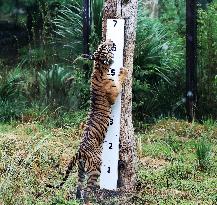 BRITAIN-LONDON-ZSL LONDON ZOO-ANNUAL WEIGH-IN