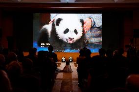 U.S.-WASHINGTON D.C.-CHINESE EMBASSY-GIANT PANDA-CELEBRATION