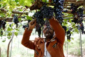 YEMEN-SANAA-GRAPE-HARVEST