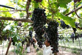 YEMEN-SANAA-GRAPE-HARVEST