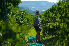 MALTA-MOSTA-GRAPE-HARVEST