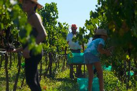 MALTA-MOSTA-GRAPE-HARVEST