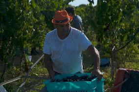 MALTA-MOSTA-GRAPE-HARVEST