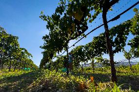 MALTA-MOSTA-GRAPE-HARVEST
