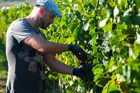 MALTA-MOSTA-GRAPE-HARVEST