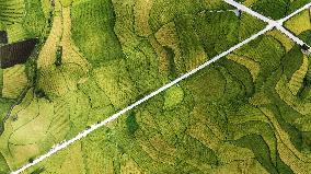 CHINA-GUIZHOU-GUIYANG-PADDY FIELD-VIEW (CN)