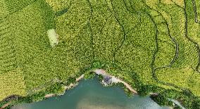 CHINA-GUIZHOU-GUIYANG-PADDY FIELD-VIEW (CN)