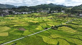 CHINA-GUIZHOU-GUIYANG-PADDY FIELD-VIEW (CN)