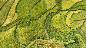 CHINA-GUIZHOU-GUIYANG-PADDY FIELD-VIEW (CN)