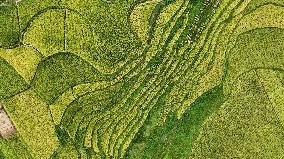 CHINA-GUIZHOU-GUIYANG-PADDY FIELD-VIEW (CN)