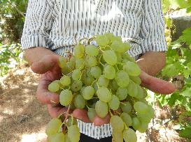 LEBANON-HASBAYA-GRAPES-HARVEST