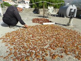 LEBANON-HASBAYA-GRAPES-HARVEST