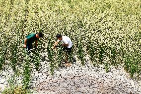 CHINA-GUIZHOU-DROUGHT (CN)