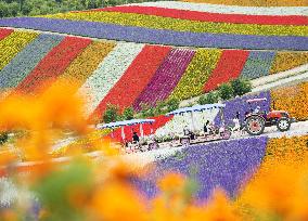 Flower garden in Hokkaido