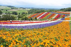 Flower garden in Hokkaido