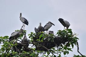 INDIA-ASSAM-OPENBILL STORKS