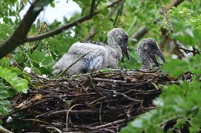 INDIA-ASSAM-OPENBILL STORKS