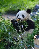 GERMANY-BERLIN-GIANT PANDA TWINS-THIRD BIRTHDAY