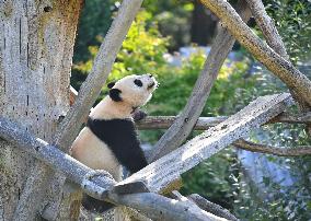 GERMANY-BERLIN-GIANT PANDA TWINS-THIRD BIRTHDAY