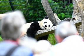 GERMANY-BERLIN-GIANT PANDA TWINS-THIRD BIRTHDAY