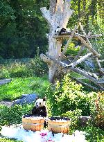 GERMANY-BERLIN-GIANT PANDA TWINS-THIRD BIRTHDAY