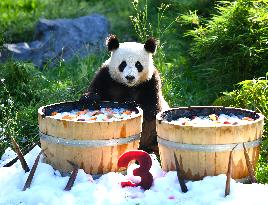 GERMANY-BERLIN-GIANT PANDA TWINS-THIRD BIRTHDAY