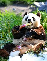 GERMANY-BERLIN-GIANT PANDA TWINS-THIRD BIRTHDAY