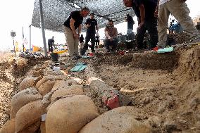 ISRAEL-REVADIM-ELEPHANT TUSK-DISCOVERY