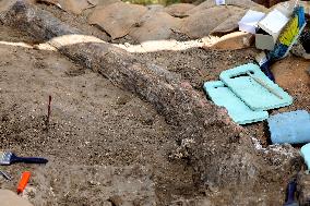 ISRAEL-REVADIM-ELEPHANT TUSK-DISCOVERY