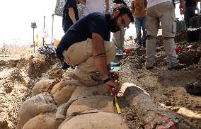 ISRAEL-REVADIM-ELEPHANT TUSK-DISCOVERY