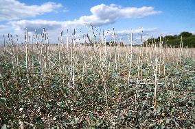 BRITAIN-STAFFORDSHIRE-FARM FIELDS-DROUGHT