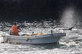 Dolphin hunt in western Japan town