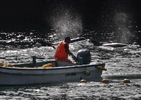 Dolphin hunt in western Japan town