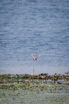 CHINA-HUBEI-MIGRATORY BIRDS (CN)