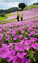 Pink flowers at eastern Japan park
