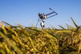 CHINA-HEILONGJIANG-HARBIN-INTELLECTUAL AGRICULTURE-PADDY RICE (CN)