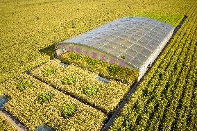 CHINA-HEILONGJIANG-HARBIN-INTELLECTUAL AGRICULTURE-PADDY RICE (CN)