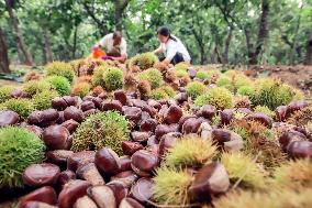 #CHINA-AUTUMN-FARMING (CN)