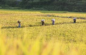 #CHINA-AUTUMN-FARMING (CN)