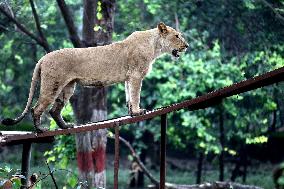 INDIA-MADHYA PRADESH-ZOOLOGICAL PARK-BIG CATS