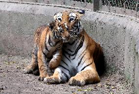 INDIA-MADHYA PRADESH-ZOOLOGICAL PARK-BIG CATS