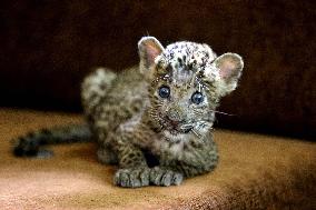 INDIA-MADHYA PRADESH-ZOOLOGICAL PARK-BIG CATS