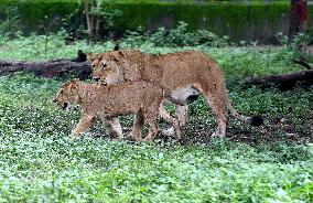 INDIA-MADHYA PRADESH-ZOOLOGICAL PARK-BIG CATS