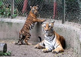 INDIA-MADHYA PRADESH-ZOOLOGICAL PARK-BIG CATS