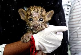 INDIA-MADHYA PRADESH-ZOOLOGICAL PARK-BIG CATS